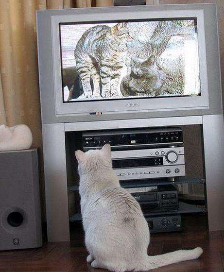 cats_and_tv-_002 котик смотрит телевизор