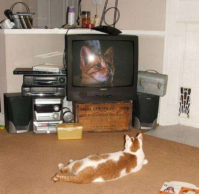 cats_and_tv-_009