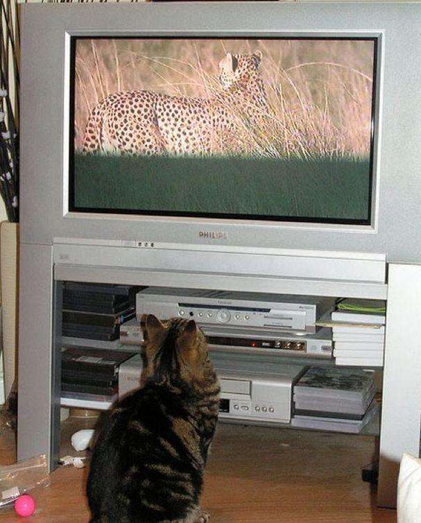 cats_and_tv-_014