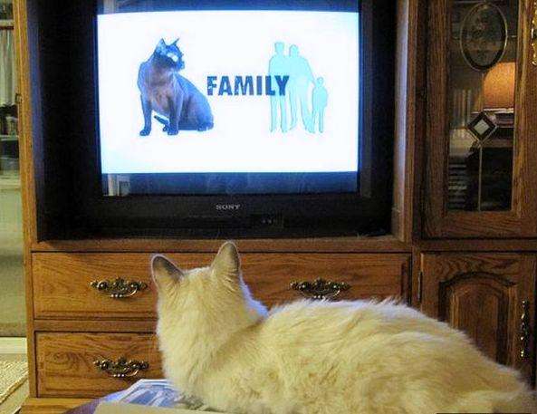 cats_and_tv-_021