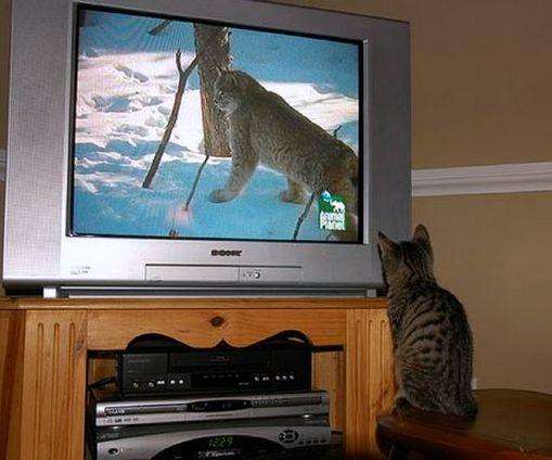 cats_and_tv-_026