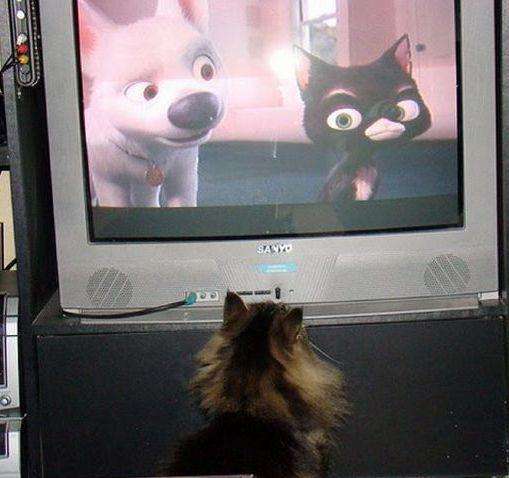 cats_and_tv-_028