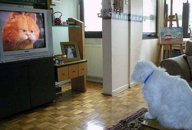 cats_and_tv-_033
