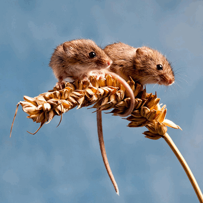 Мышки - братья