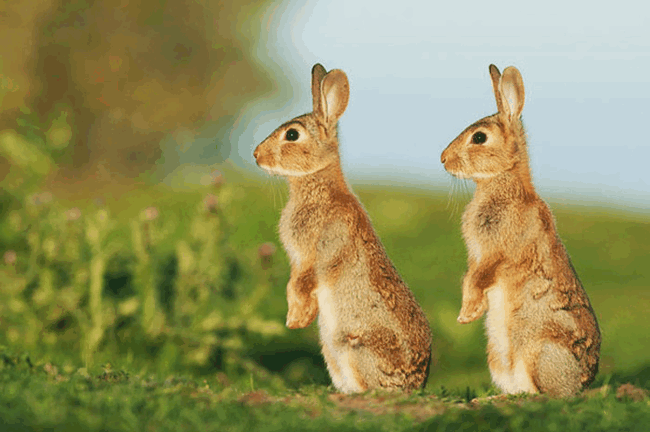 Зайчики - братья фотографии близнецов в мире животных