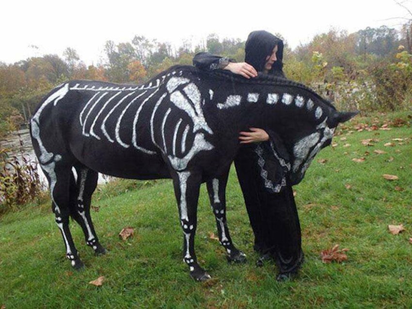 pet-halloween-costume костюмов на Хэллоуин для животных 8