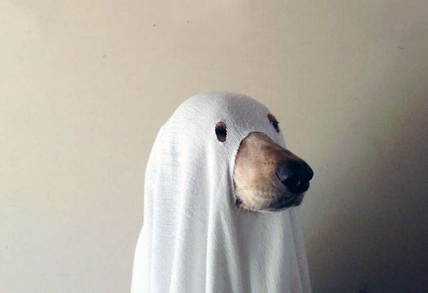 pet-halloween-costume костюмов на Хэллоуин для животных 2