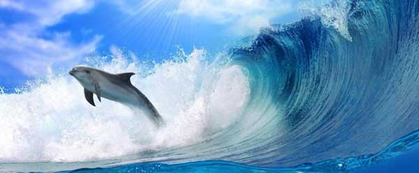 Дельфины дают имена и еще 7 фактов их схожести с людьми