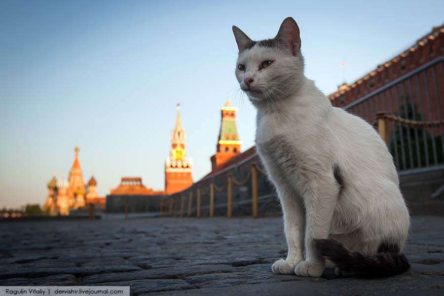 Эти 25 кошек делают достопримечательности со всего мира еще более привлекательными