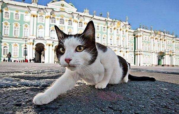25 фото кошек на фоне мировых достопримечательностей