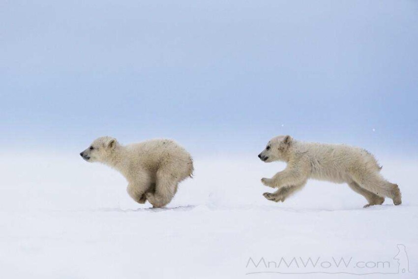 дети животных Догонялки полярных мишек