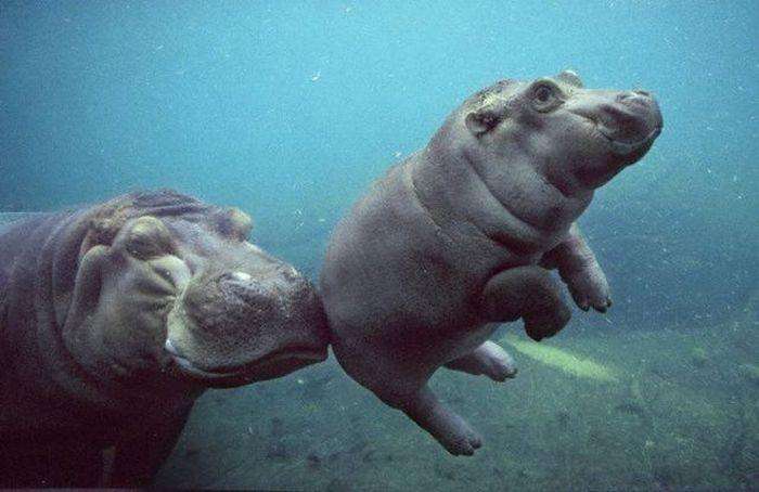 Бегемотик с мамой под водой