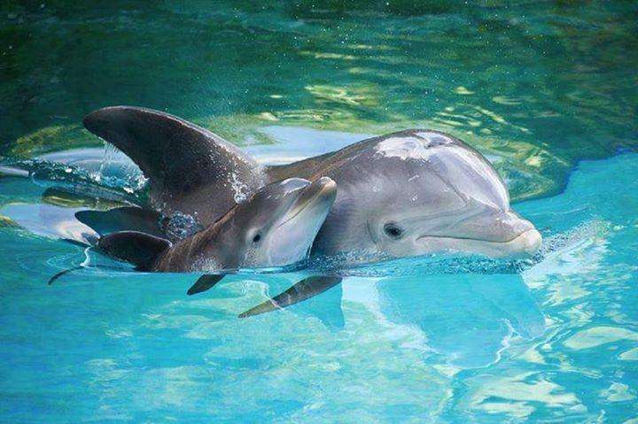 Только два вида существ на Земле дают имена своим детям. И еще 7 фактов о схожести дельфинов и людей