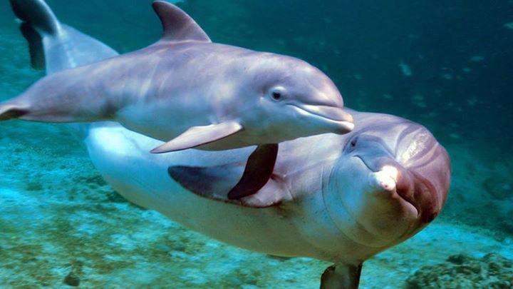 Дельфины дают имена и еще 7 фактов их схожести с людьми 2