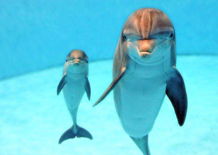 Только два вида существ на Земле дают имена своим детям. И еще 7 фактов о схожести дельфинов и людей