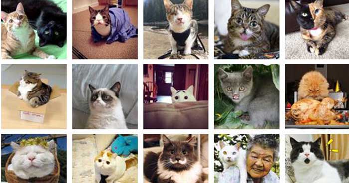 22 самых знаменитых котов Интернета и их истории