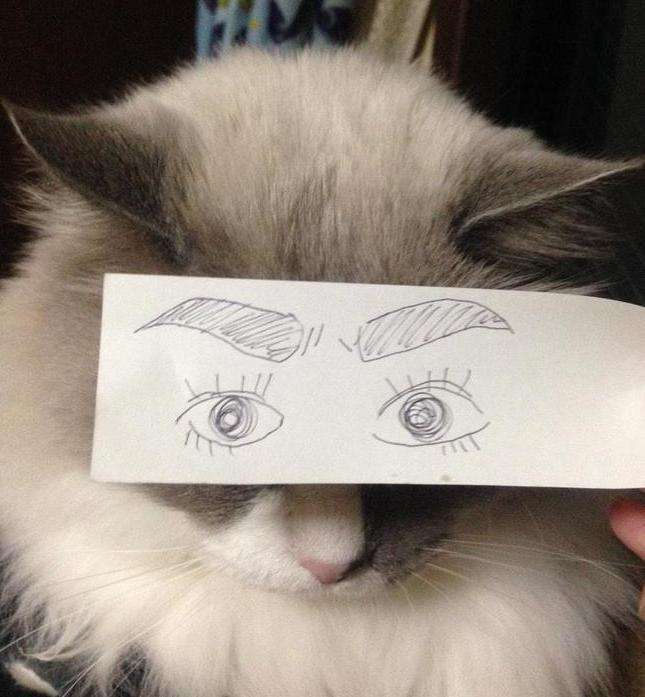 нарисовать коту глаза