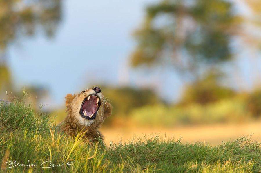 Зевающий львёнок