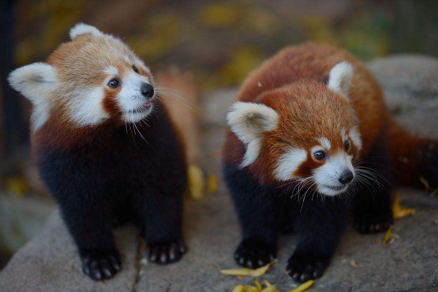 Двое малышей красной панды