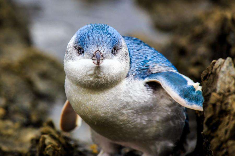 Малыш голубого пингвина
