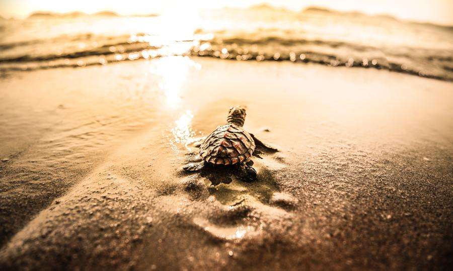 Морская черепаха спешит к морю