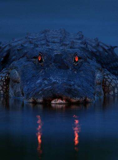 страшные аллигаторы или крокодилы с красными глазами 1