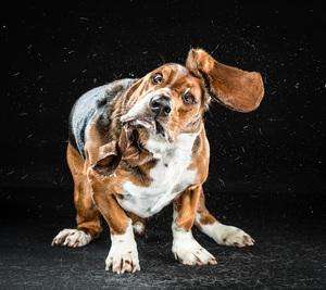 Carli Davidson Pet Photography