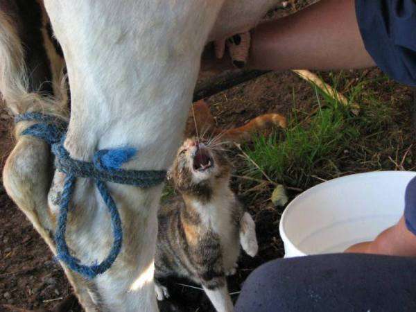 Без посредников: 11 котиков, пьющих молоко прямо из коровы