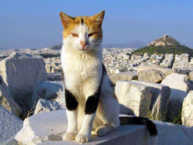 Эти 25 кошек делают достопримечательности со всего мира еще более привлекательными