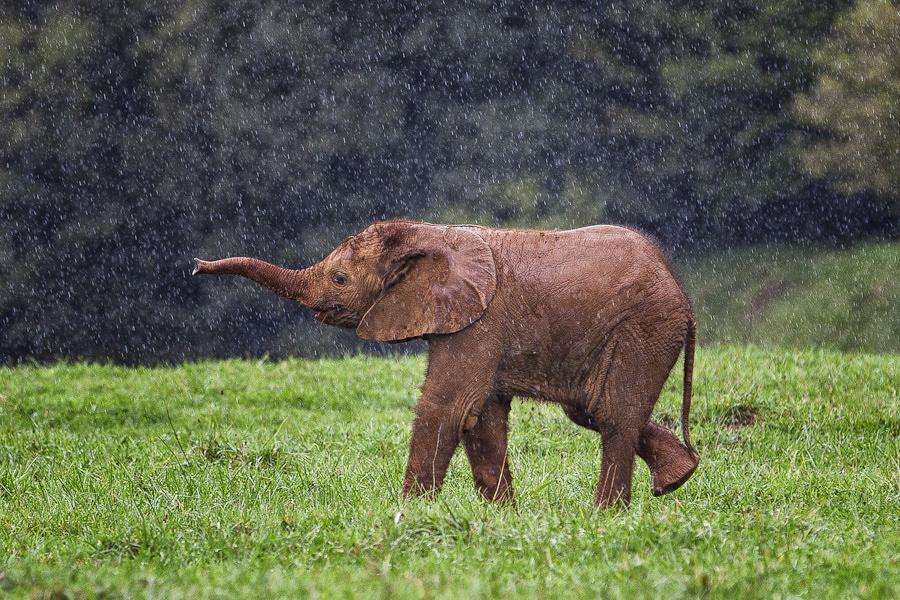 Слонёнок играет под дождём