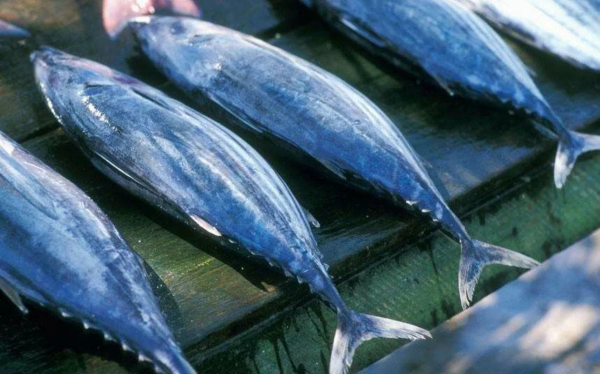 micronations9_2906037k