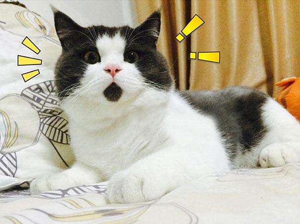 most-popular-cats-banye-omg-cat