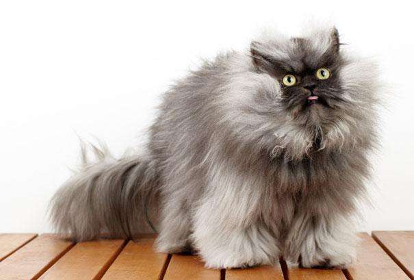 most-popular-cats-colonel-meow -2