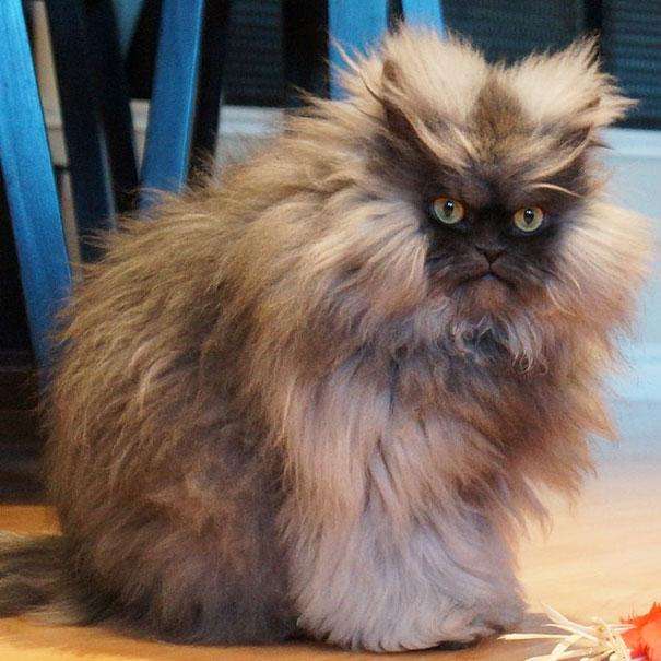 most-popular-cats-colonel-meow-3__605