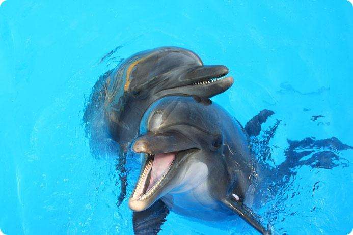 Дельфины дают имена и еще 7 фактов их схожести с людьми 1