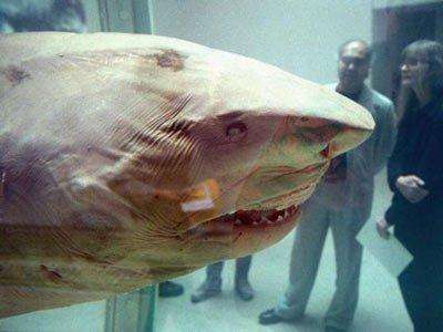 steven-cohen-damien-hirsts-14-foot-shark
