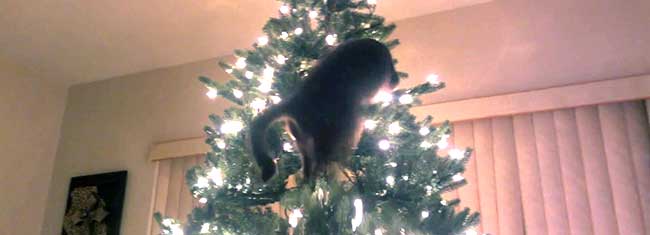 виды атак кошек на новогодние елки