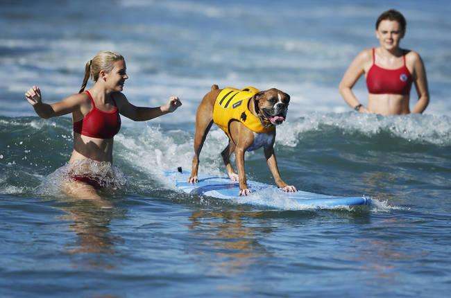 A dog competes in the Surf City surf dog competition in Huntington Beach