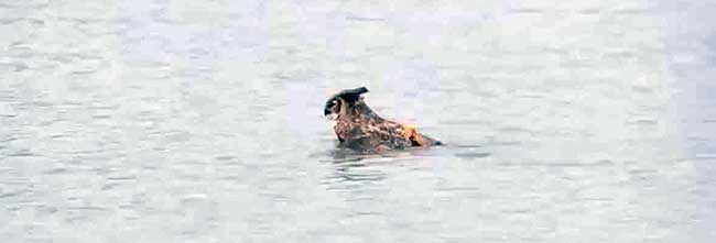 Уникальное видео: сова плывет по озеру Мичиган