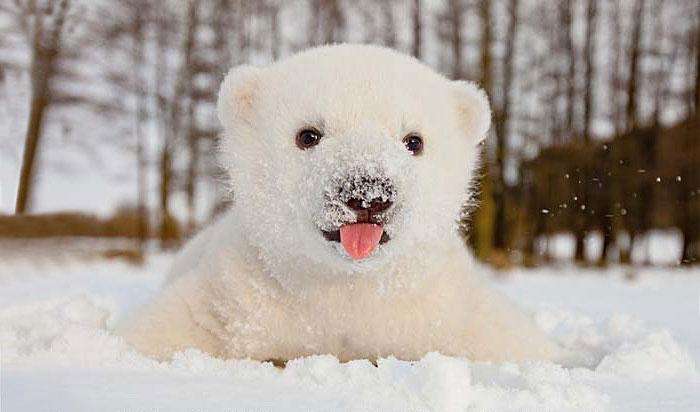 animals-and-first-snow-baby-polar-bear