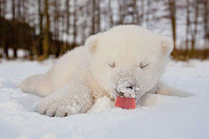2 animals-and-first-snow-baby-polar-bear