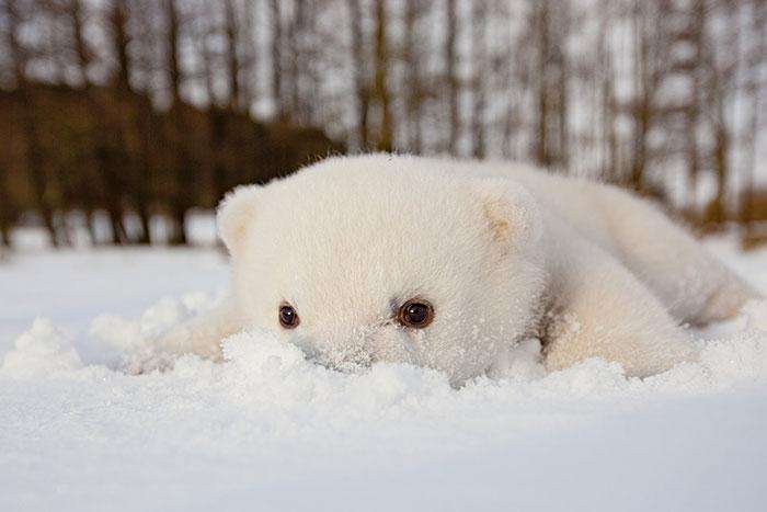 3-animals-and-first-snow-baby-polar-bear