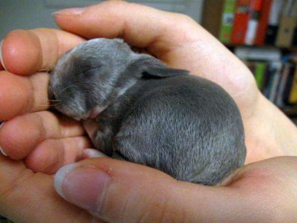 a.baa-Very-little-rabbit-in-hand