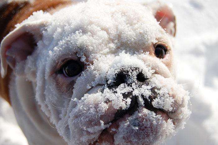 animals-and-first-snow-bulldog__700