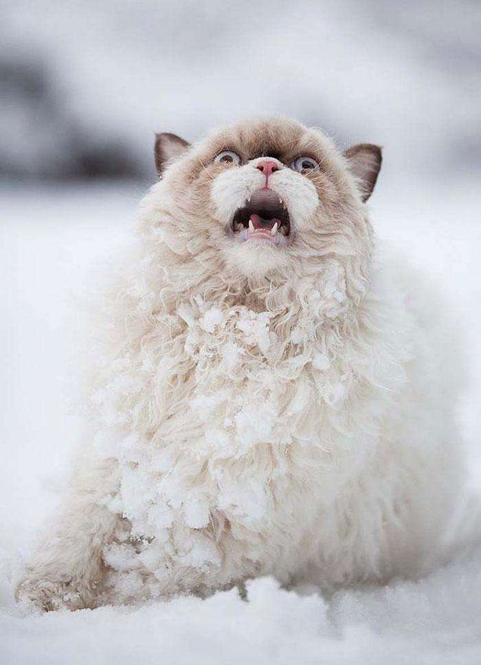 animals-and-first-snow-persian-cat-2