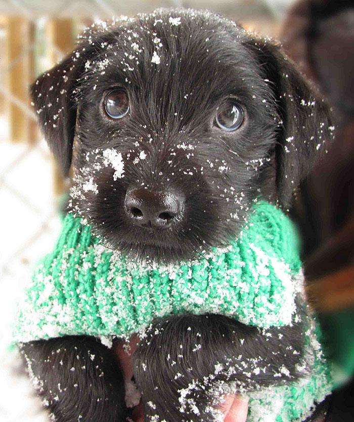 animals-and-first-snow-puppy-2__700
