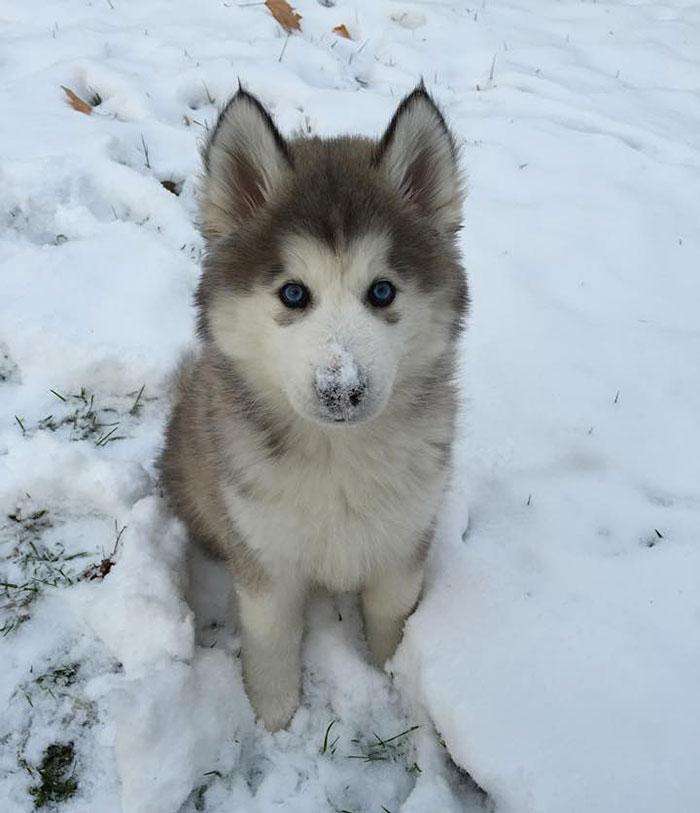 animals-and-first-snow-puppy-husky__700