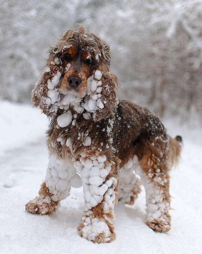 animals-and-first-snow-spaniel1