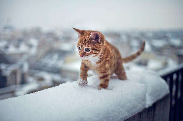animals-first-time-seeing-snow-4__700
