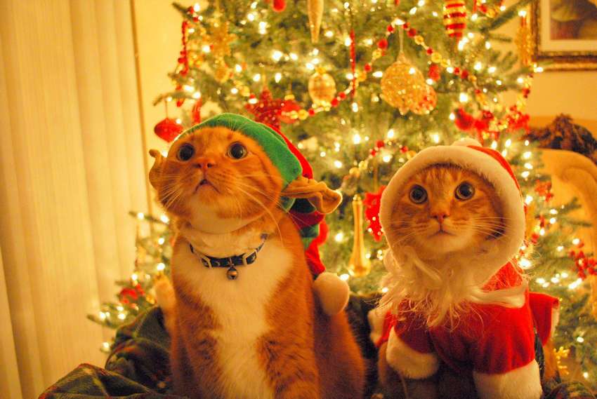29 ответов на вопрос: "Почему животные ненавидят новогодние праздники?"